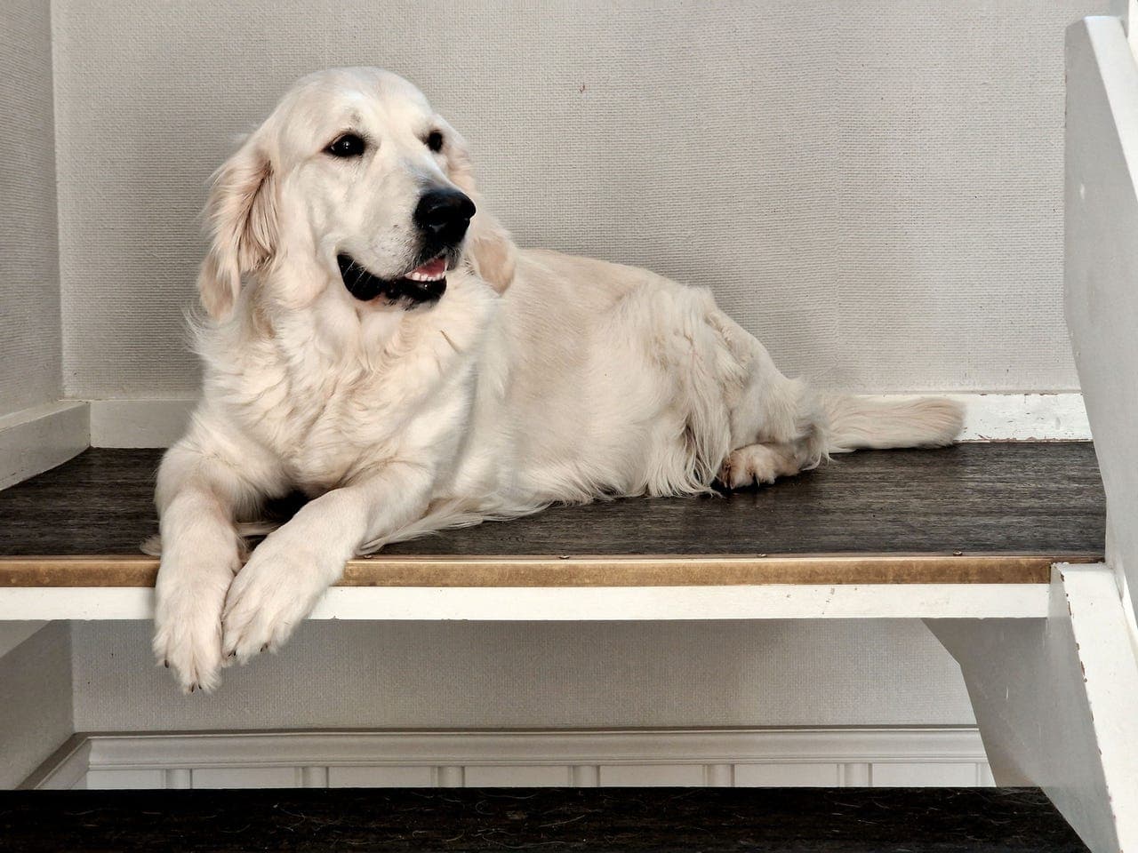 Golden valper til salgs