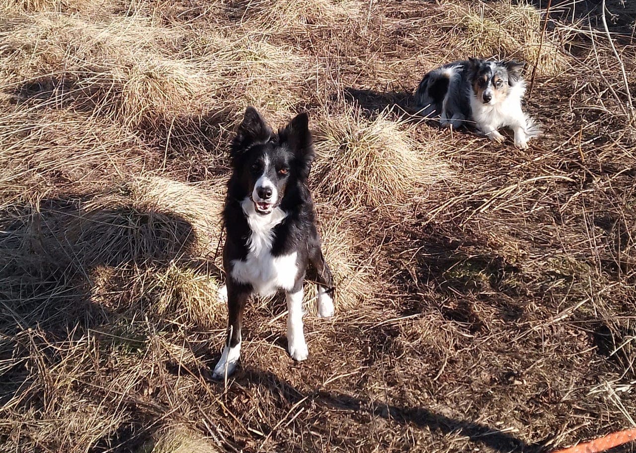 2 Border Collie tispar søker ... 💙
