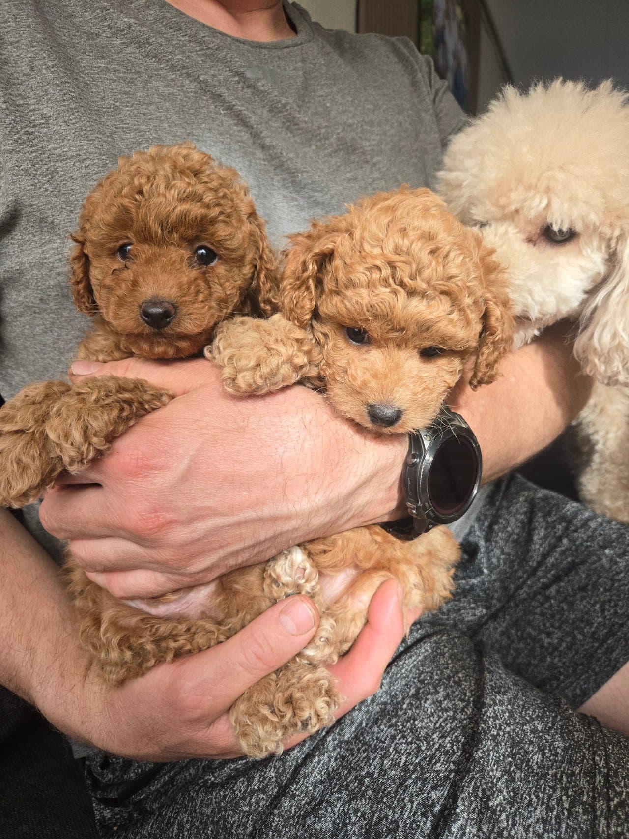 Dvergpuddel Valper. leveringsklare 28.04