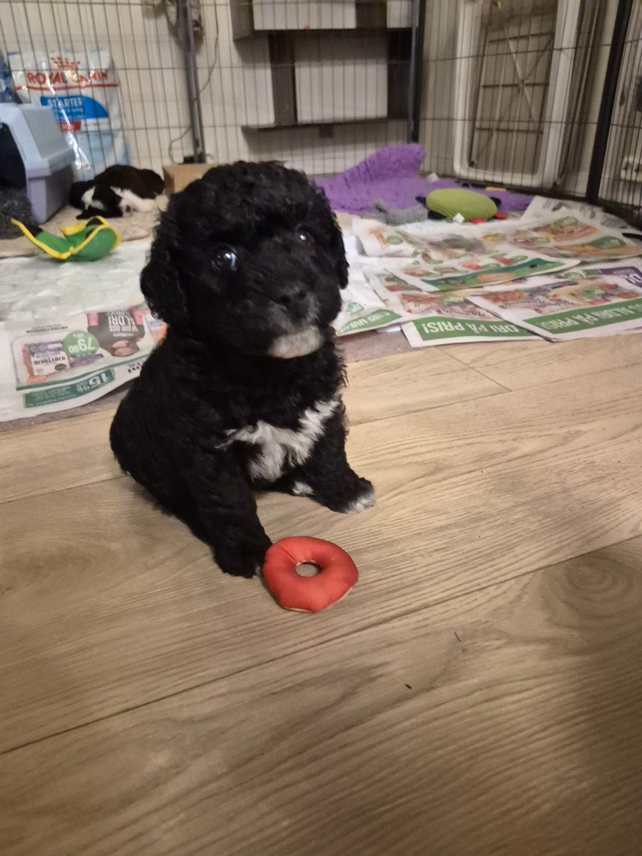 Spansk vannhund tispevalp