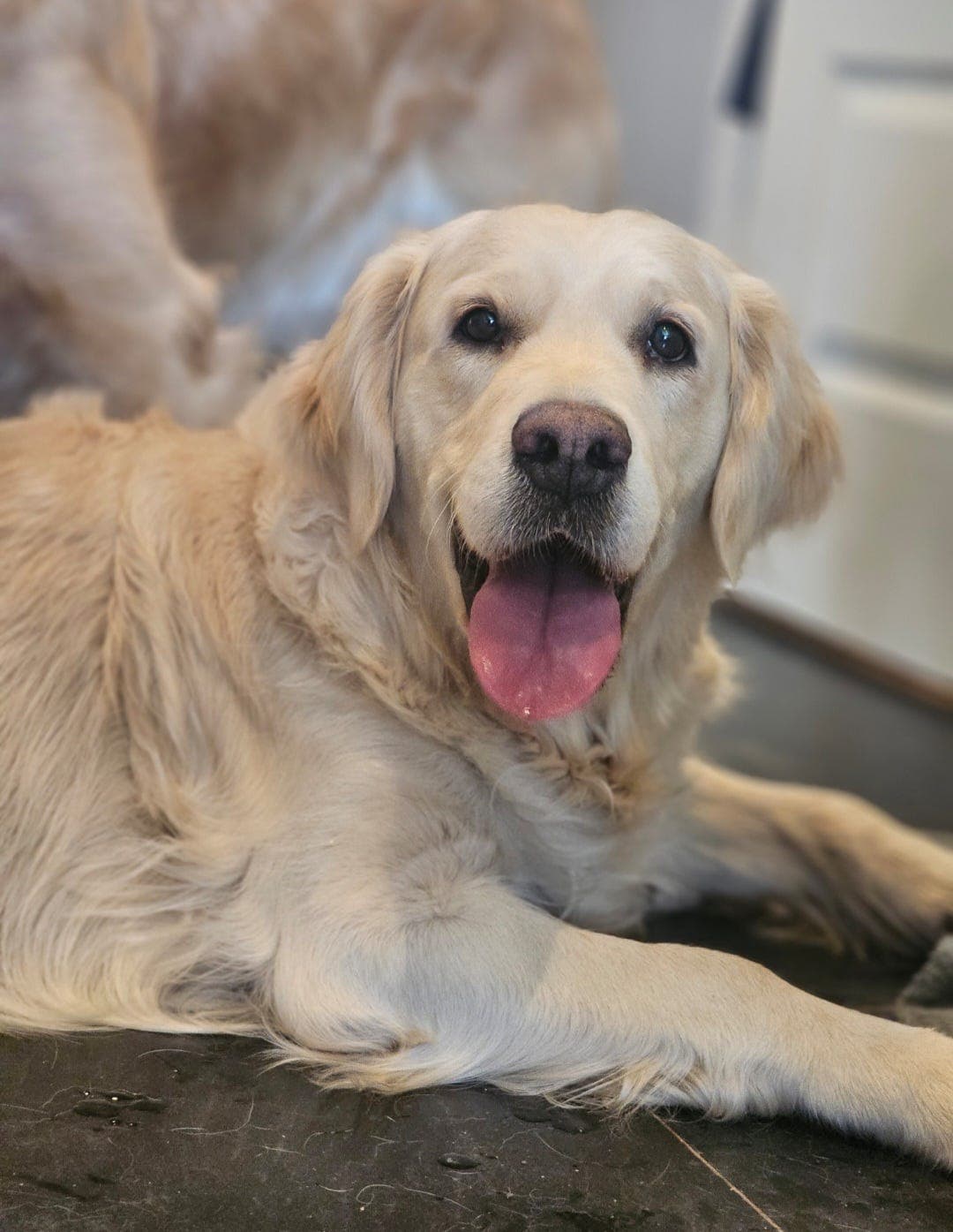 Golden retriver valper (Nkk registrerte)