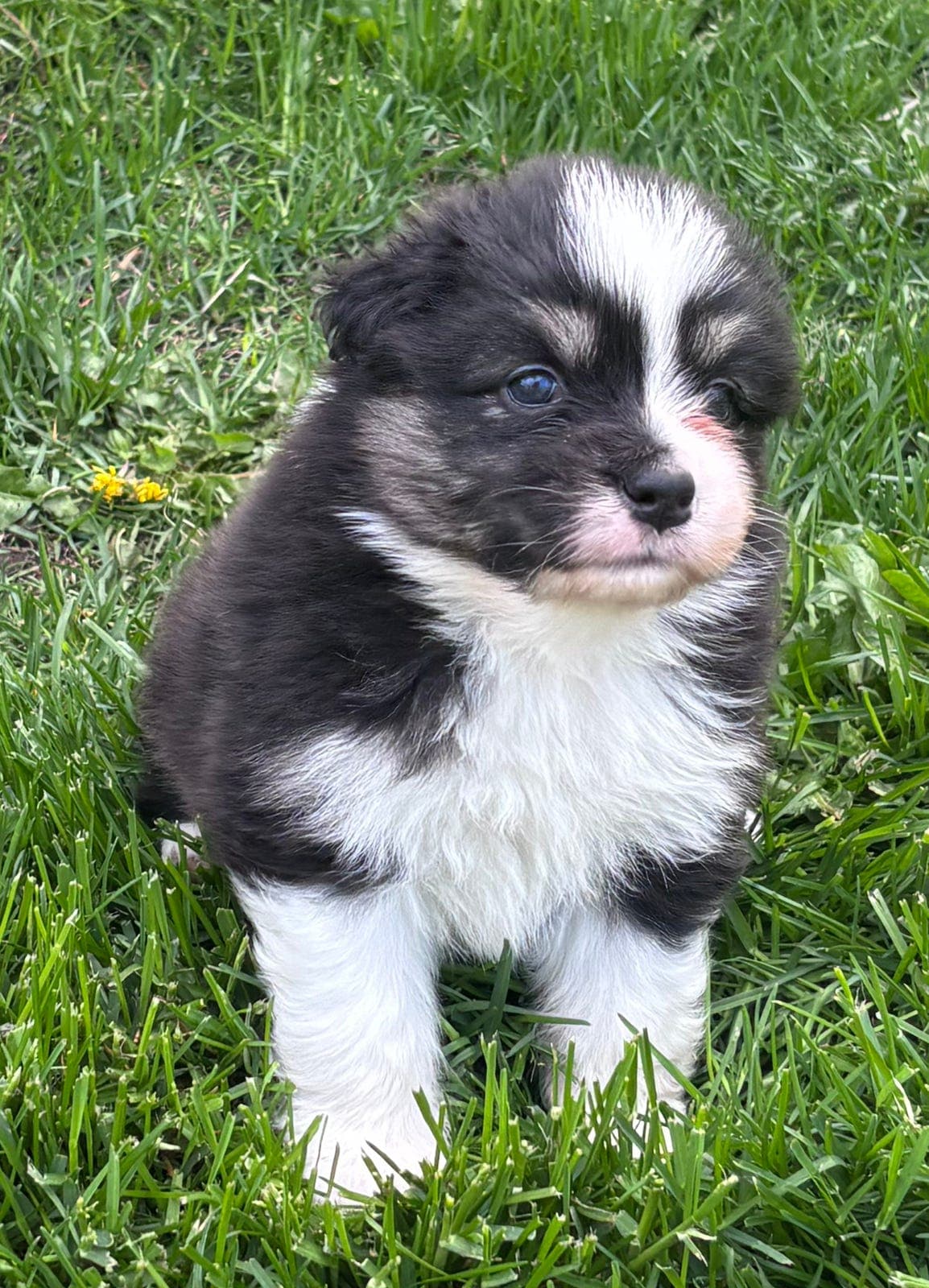 Australian shepherd
