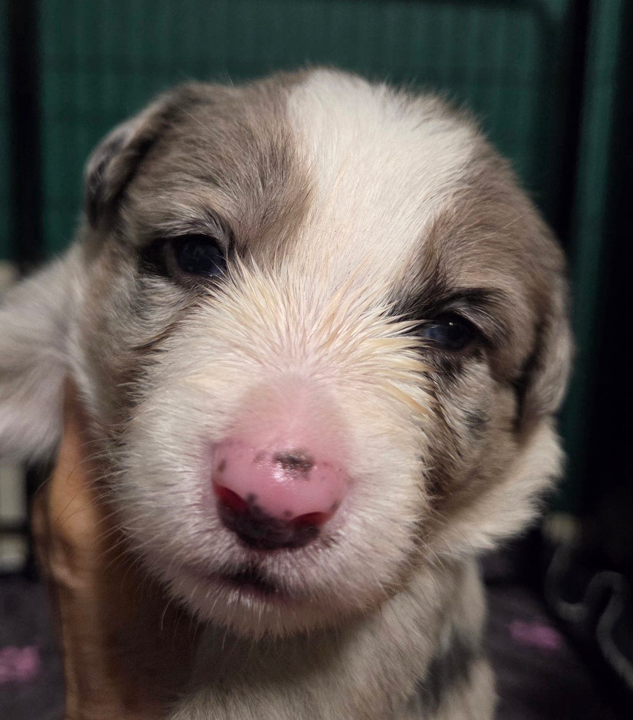 Border Collie valper til salgs.