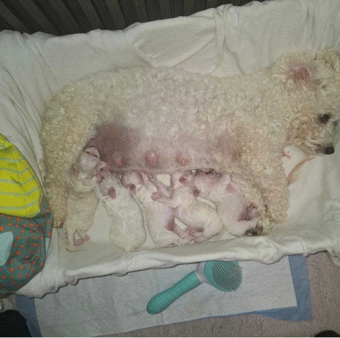 Bichon frisé