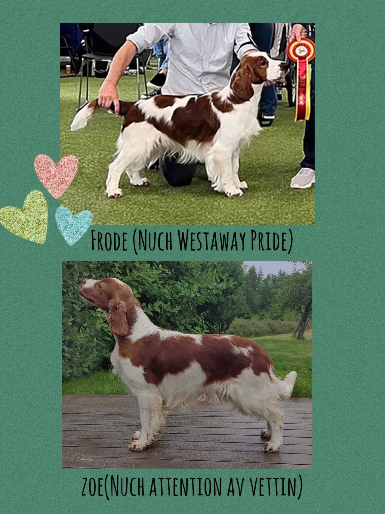 Welsh springer spaniel