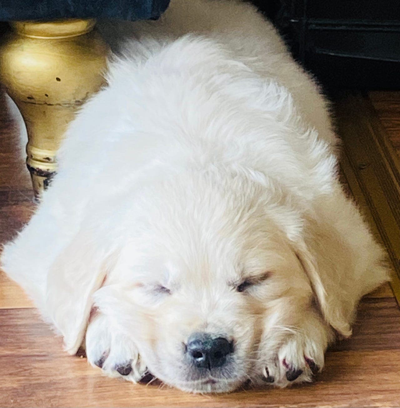 Golden Retriever Valper- Registrert i Norsk kennel klubb.