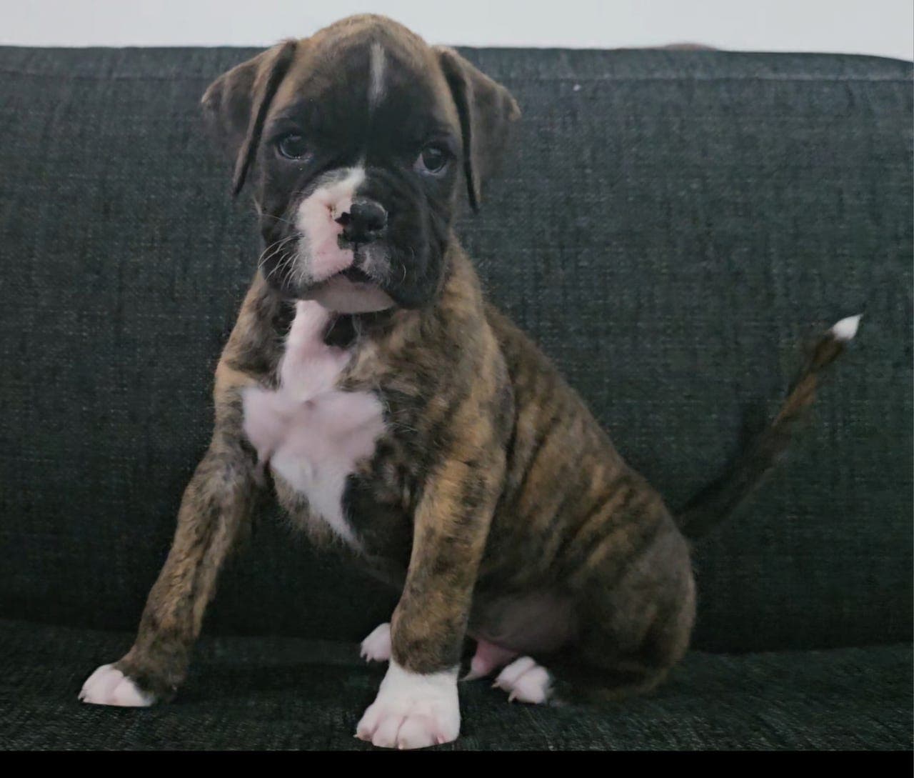 Søte boxer  valper selges! Leveringsklare  1 mai!