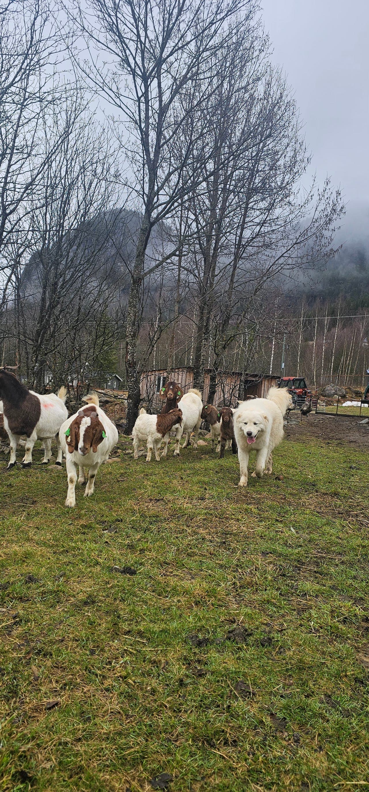 Maremma