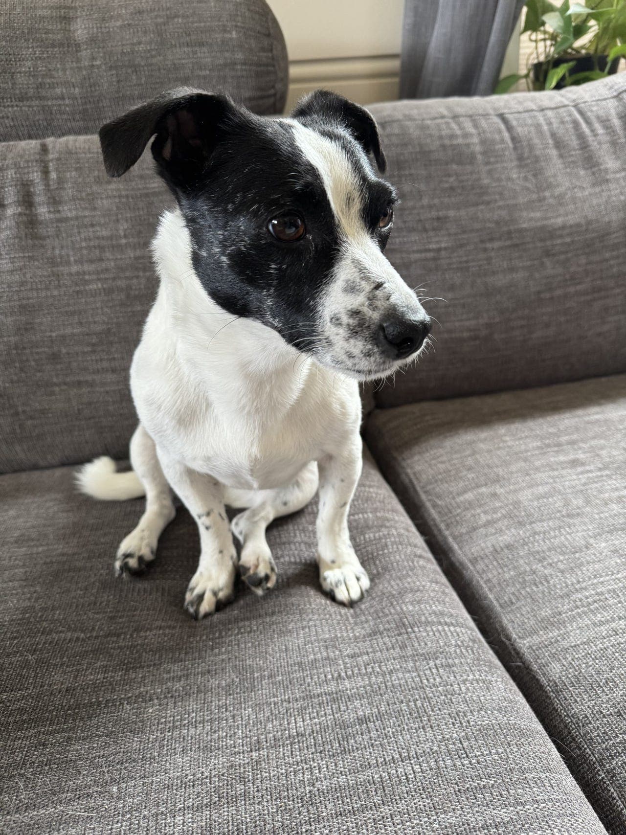 Jack Russell terrier til salgs