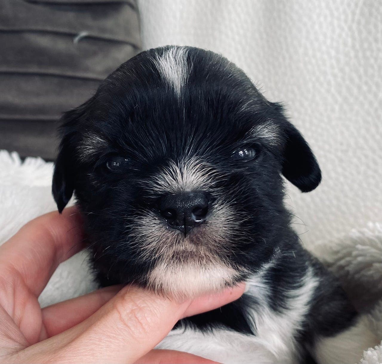 Lhasa Apso valper