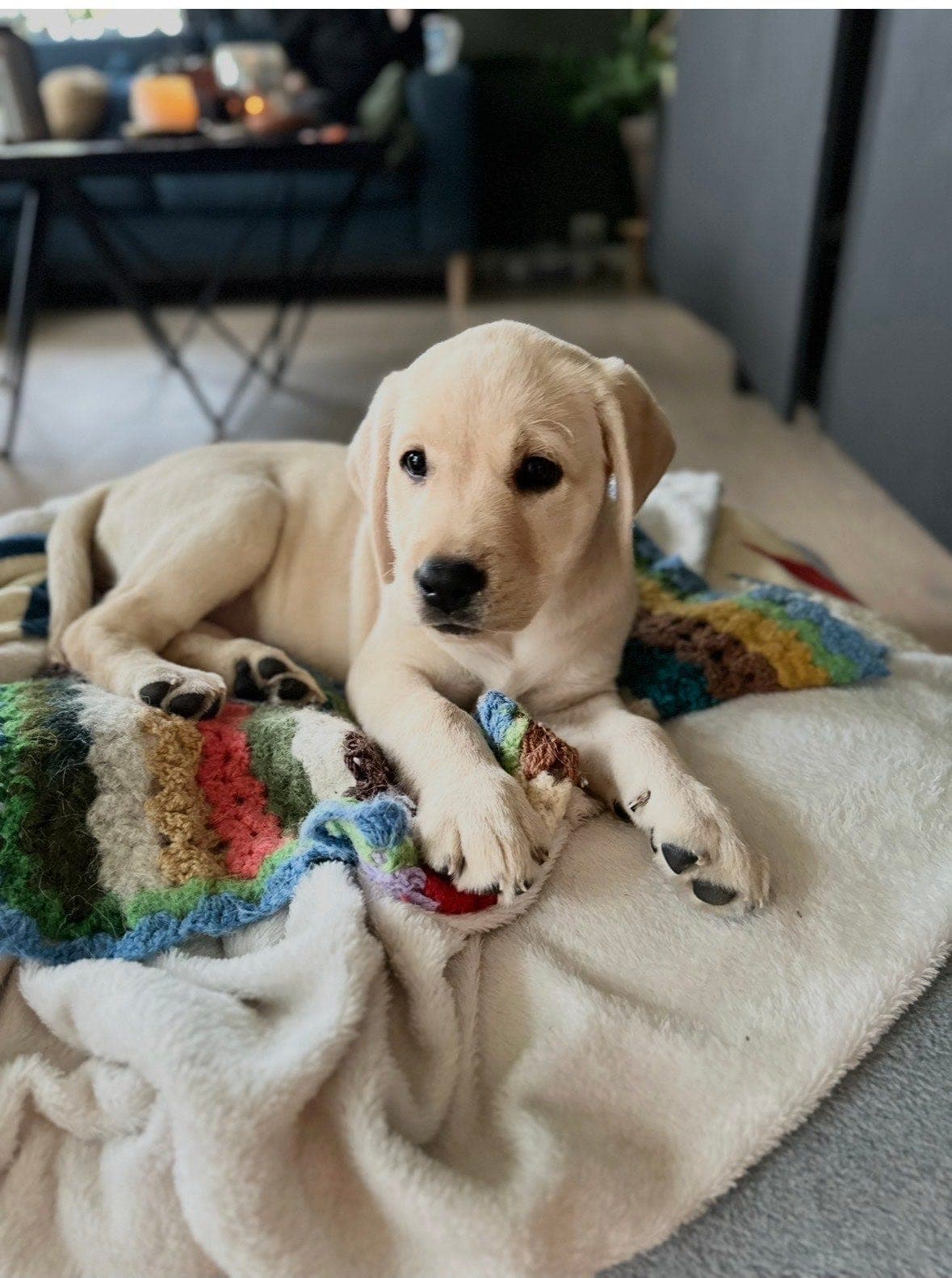 Labrador valp til sommeren?