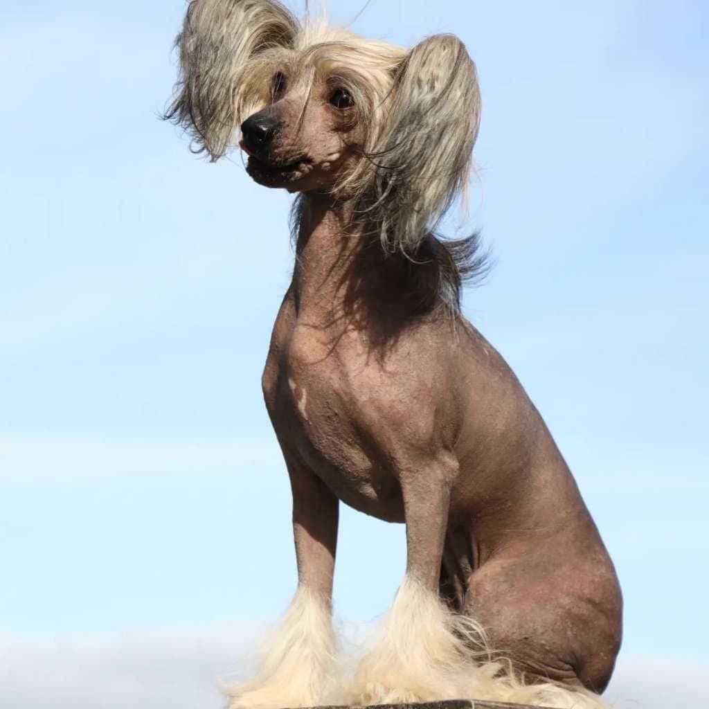 Spennende kombinasjon av Chinese crested ventes hos seriøs oppdretter