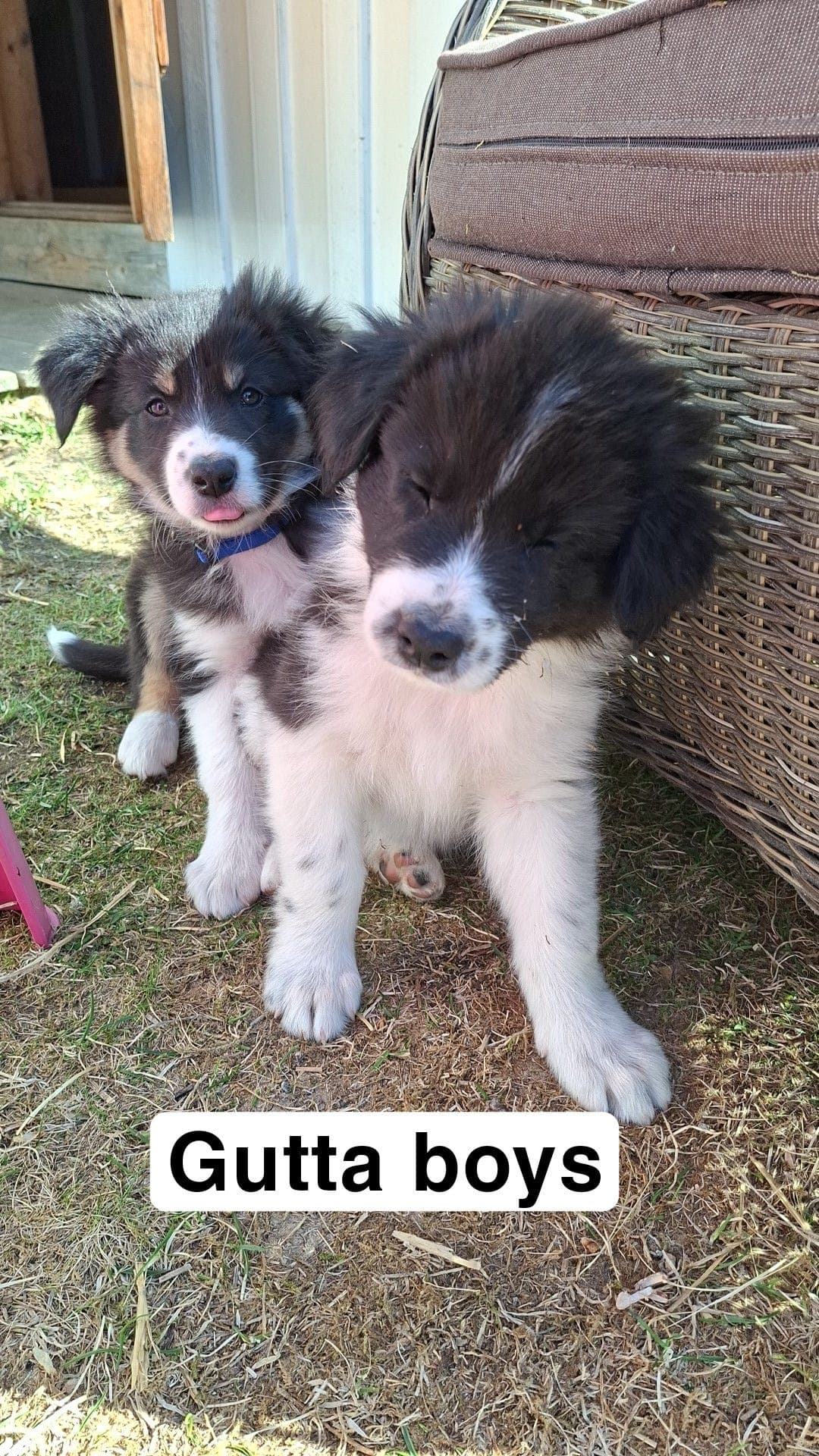 BC valper, 2 tisper og 1 hanhund