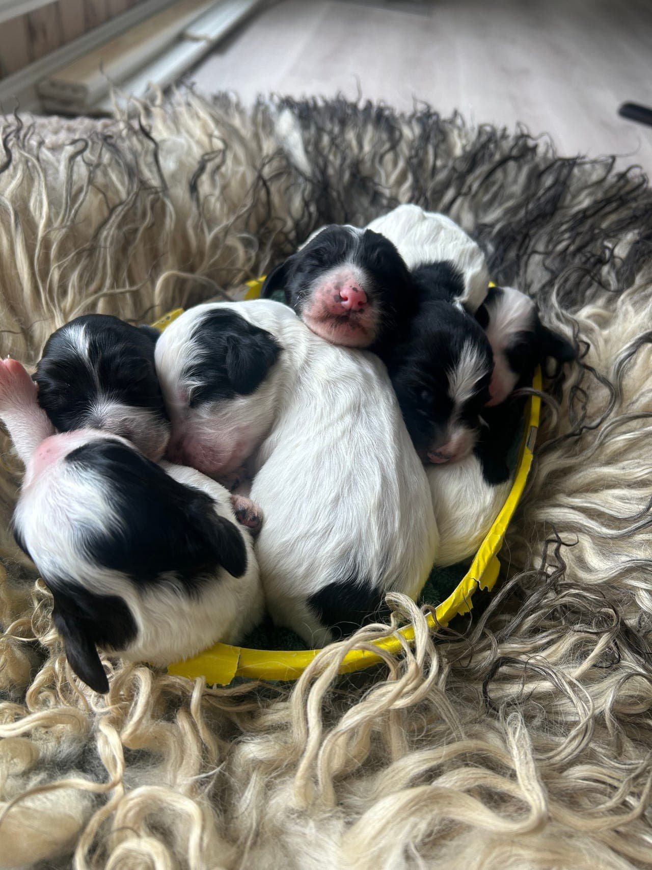 Engelsk setter valper