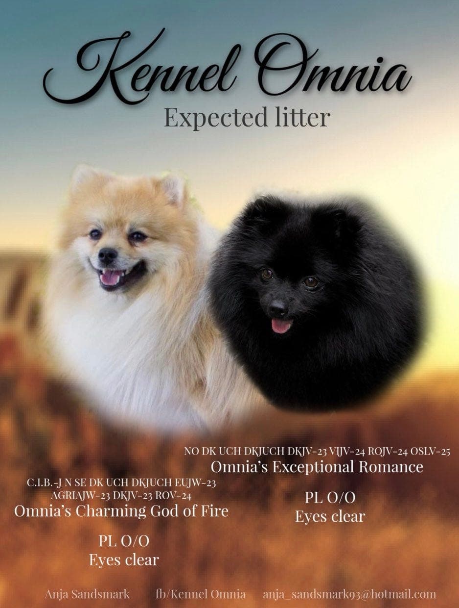 Kleinspitz valper