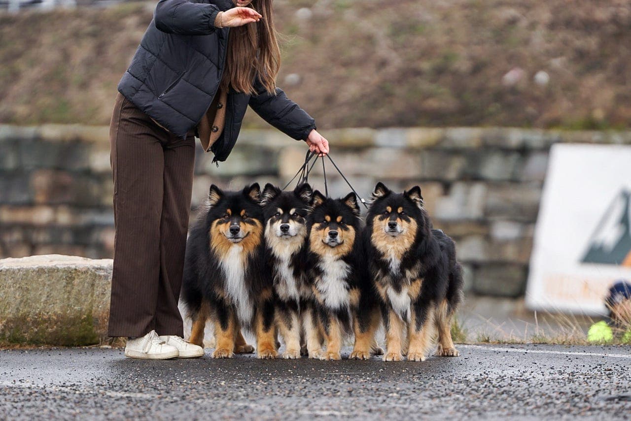 Kennel Toiveikas venter finsk lapphund valper