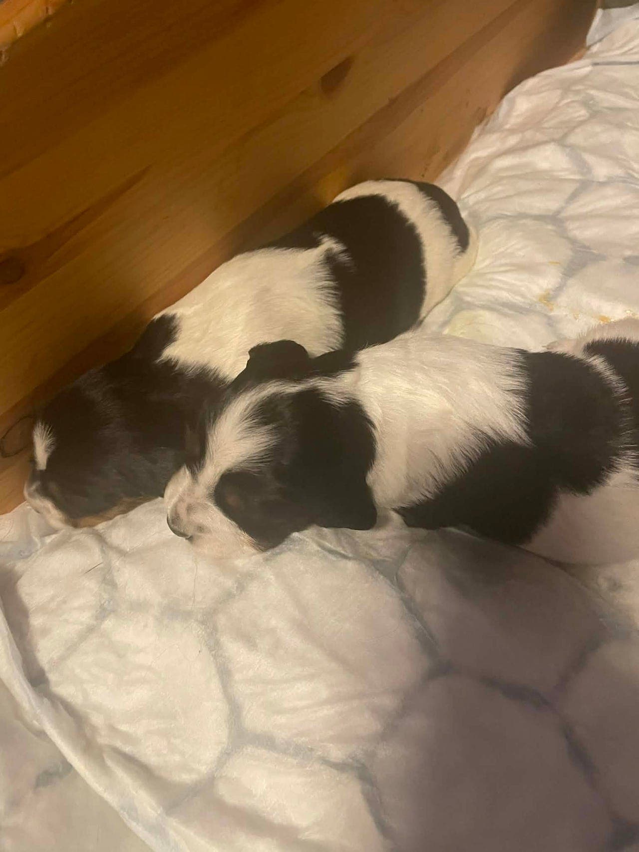 Engelsksetter valper (tricolor)