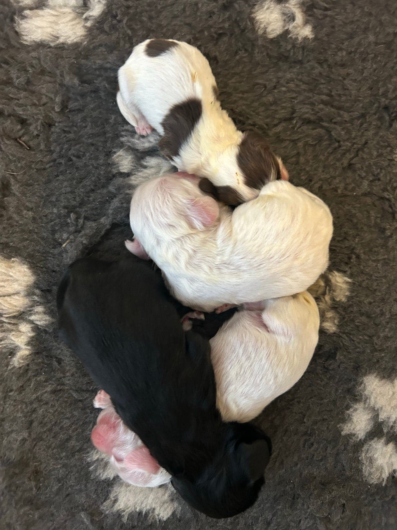 Nydelige Amerikansk Cocker valper