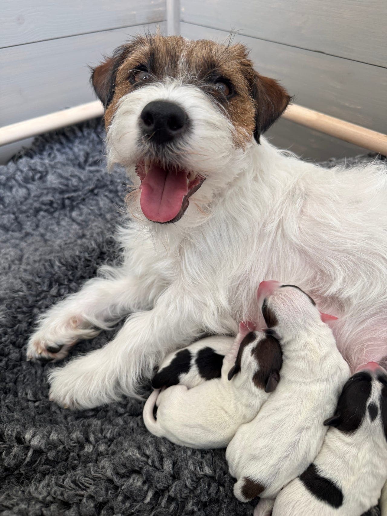 Jack russell terrier valper ventes medio mai