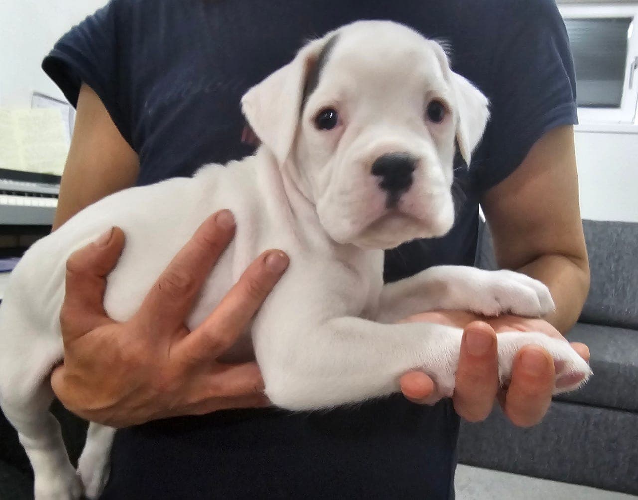 Hvit boxer tispevalp som er døv  selges.  Leveringsklar 1 Mai!