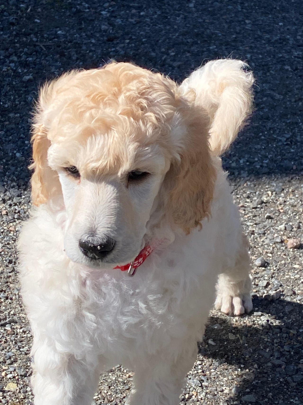 HVIT STORPUDDEL / KONGEPUDDEL VALP