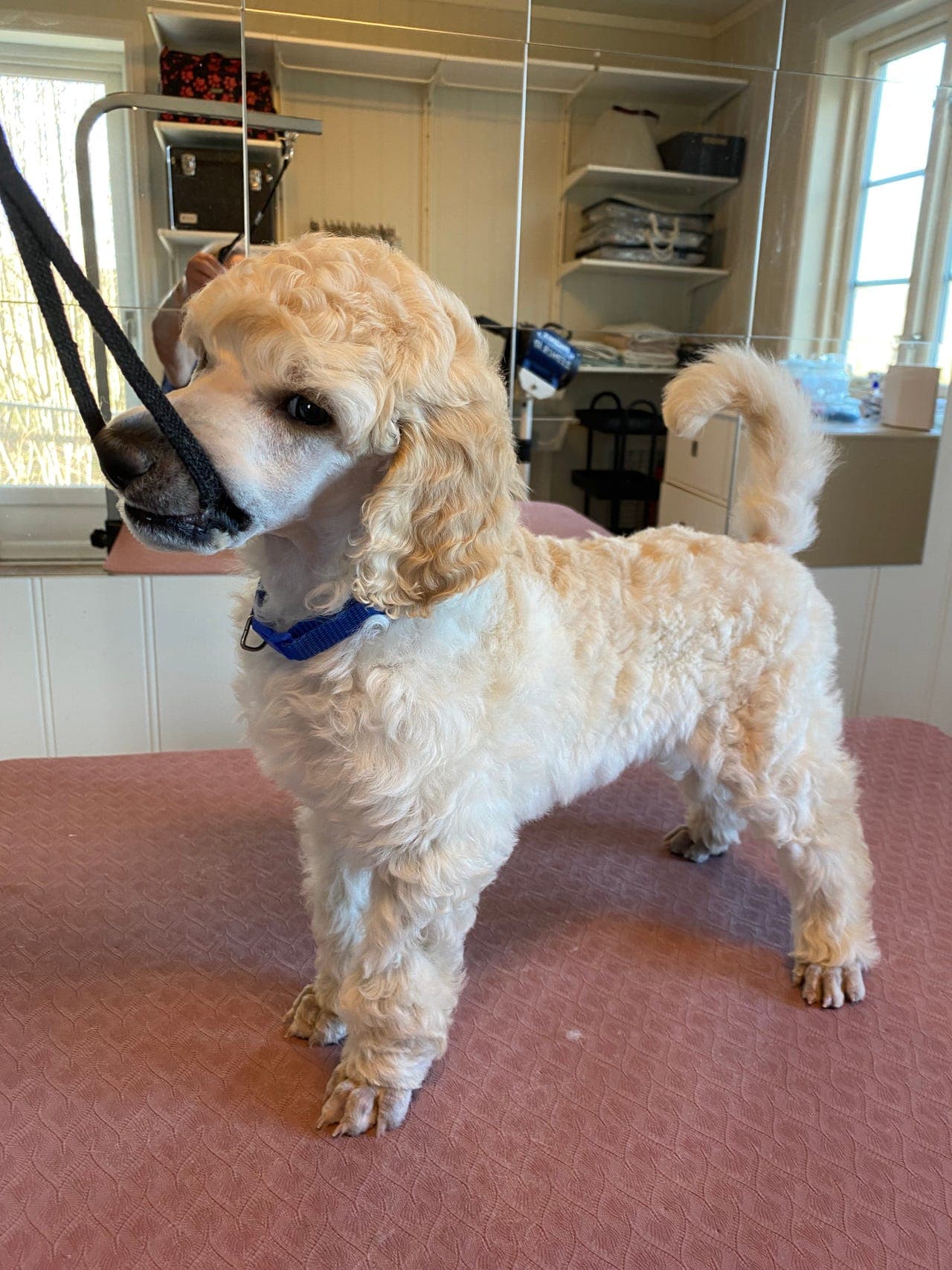 HVIT STORPUDDEL / KONGEPUDDEL VALP