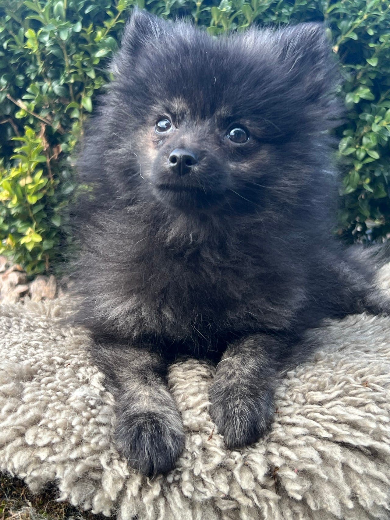 Kleinspitz tispe leveringsklar .