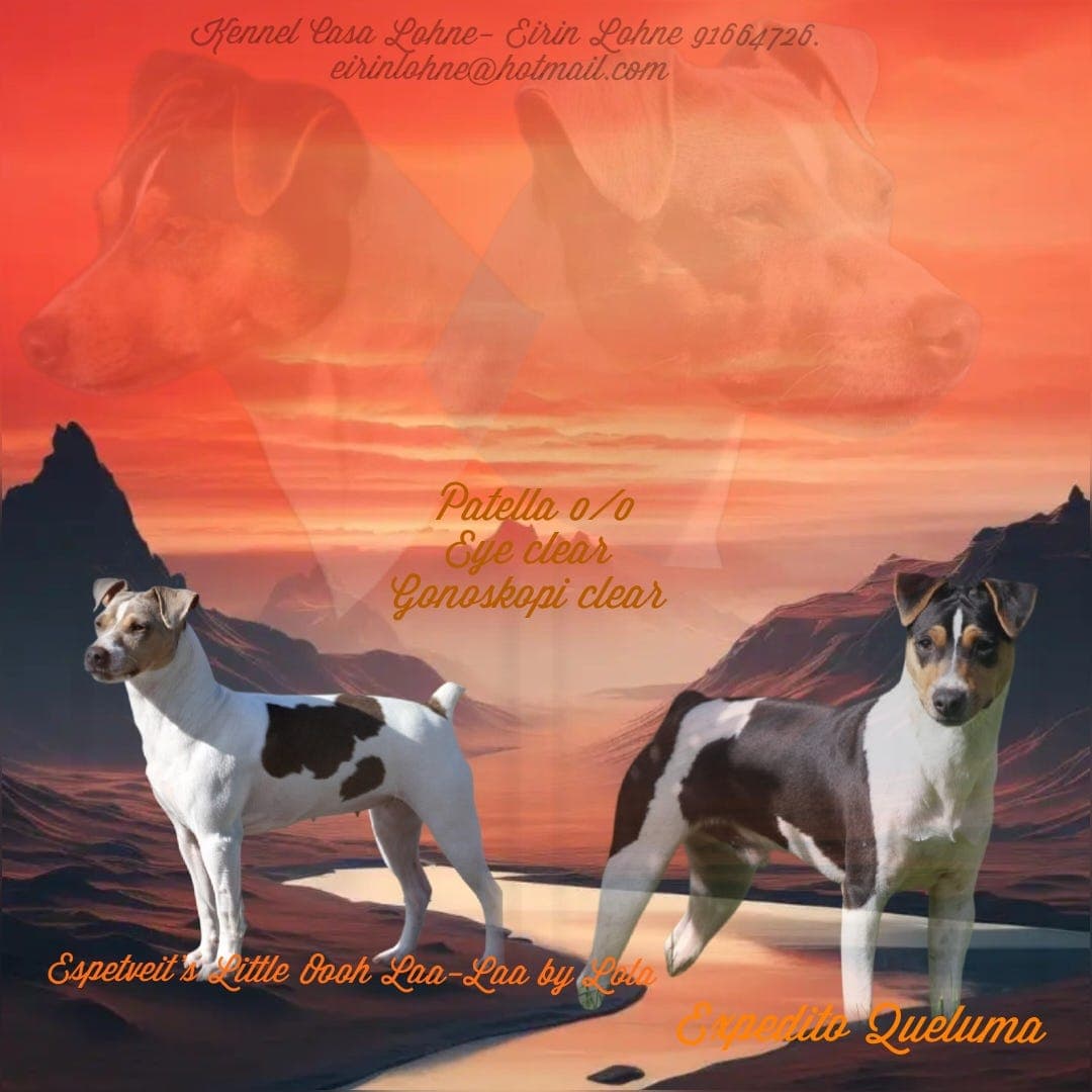 Brasiliansk terrier/ terrier brasileiro valper. NKK reg