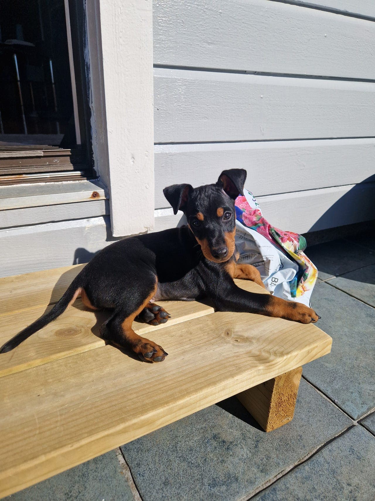 Nydelig Engelsk Toy Terrier