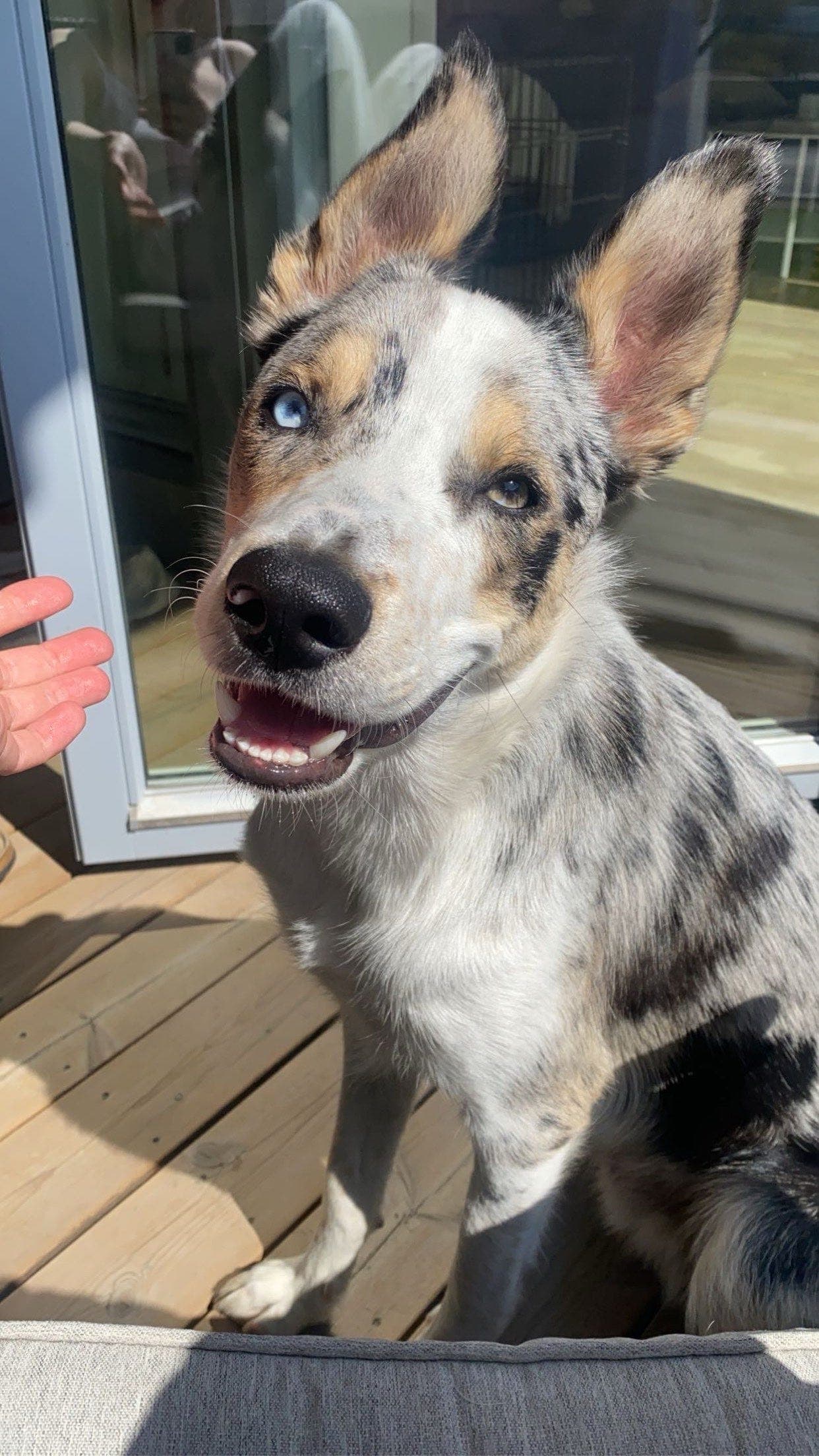 Border collie  hann hund