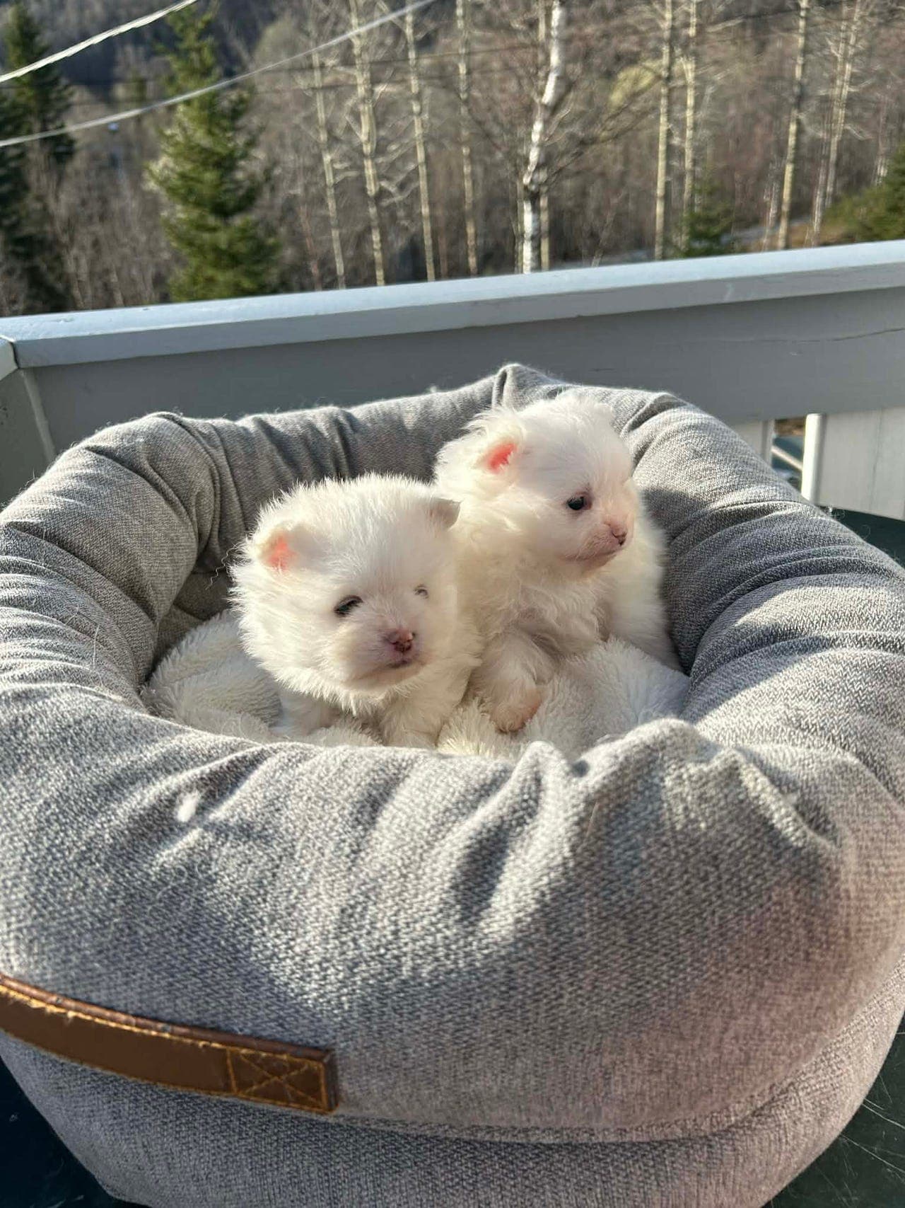 To nydelige, velskapte Pomeranian tispe valper - født 23. mars.