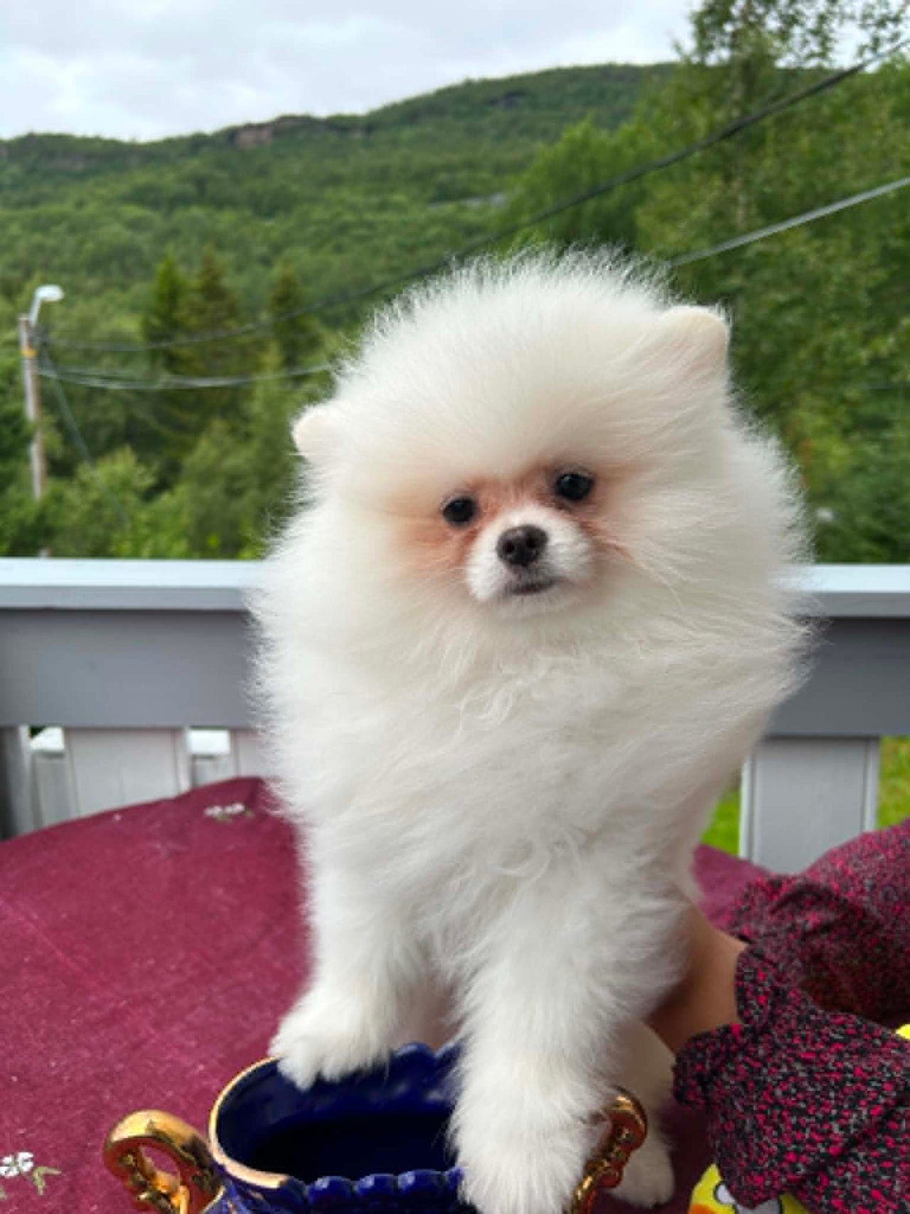 To nydelige, velskapte Pomeranian tispe valper - født 23. mars.