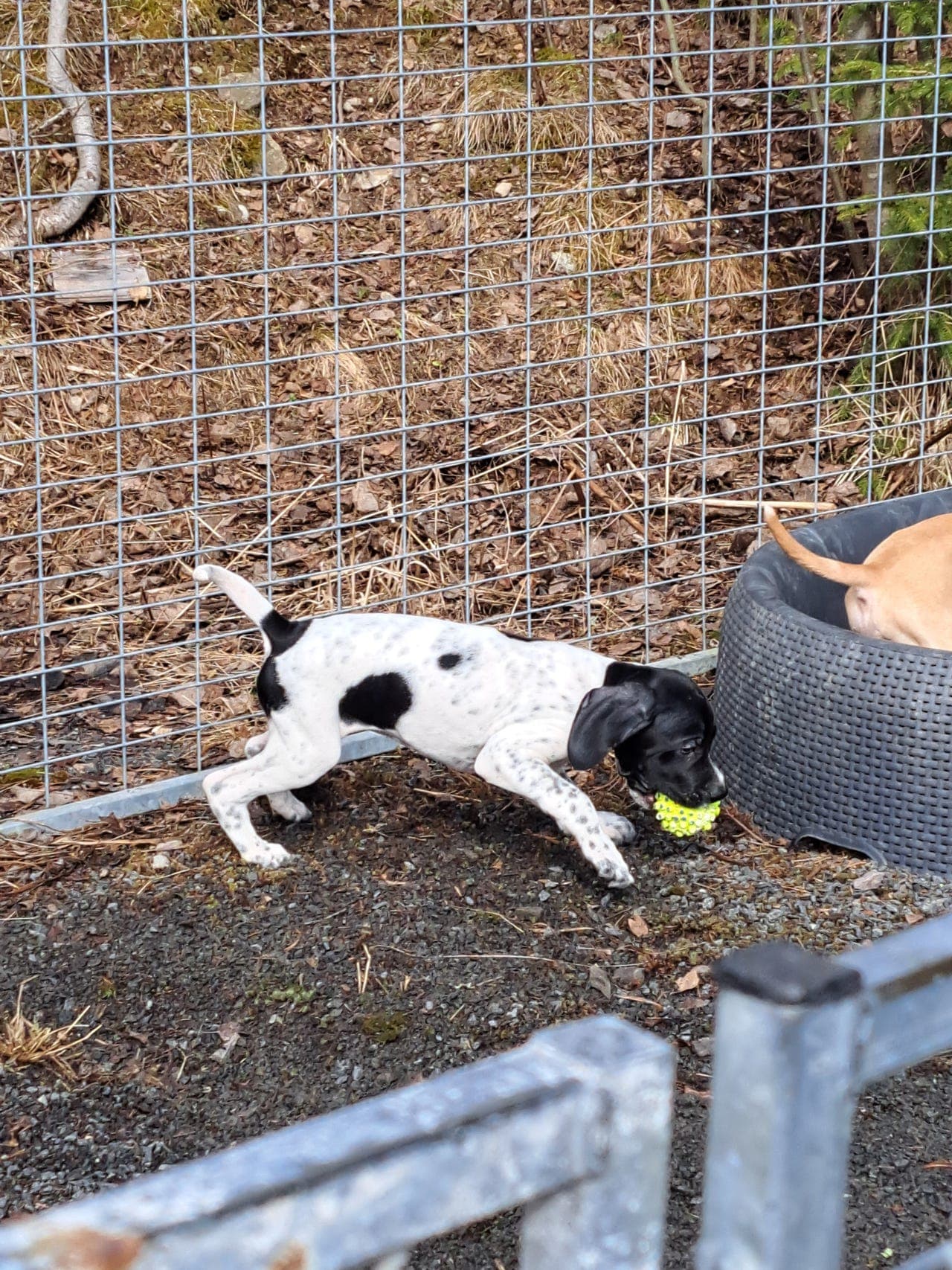 Pointer valp etter premierte foreldre
