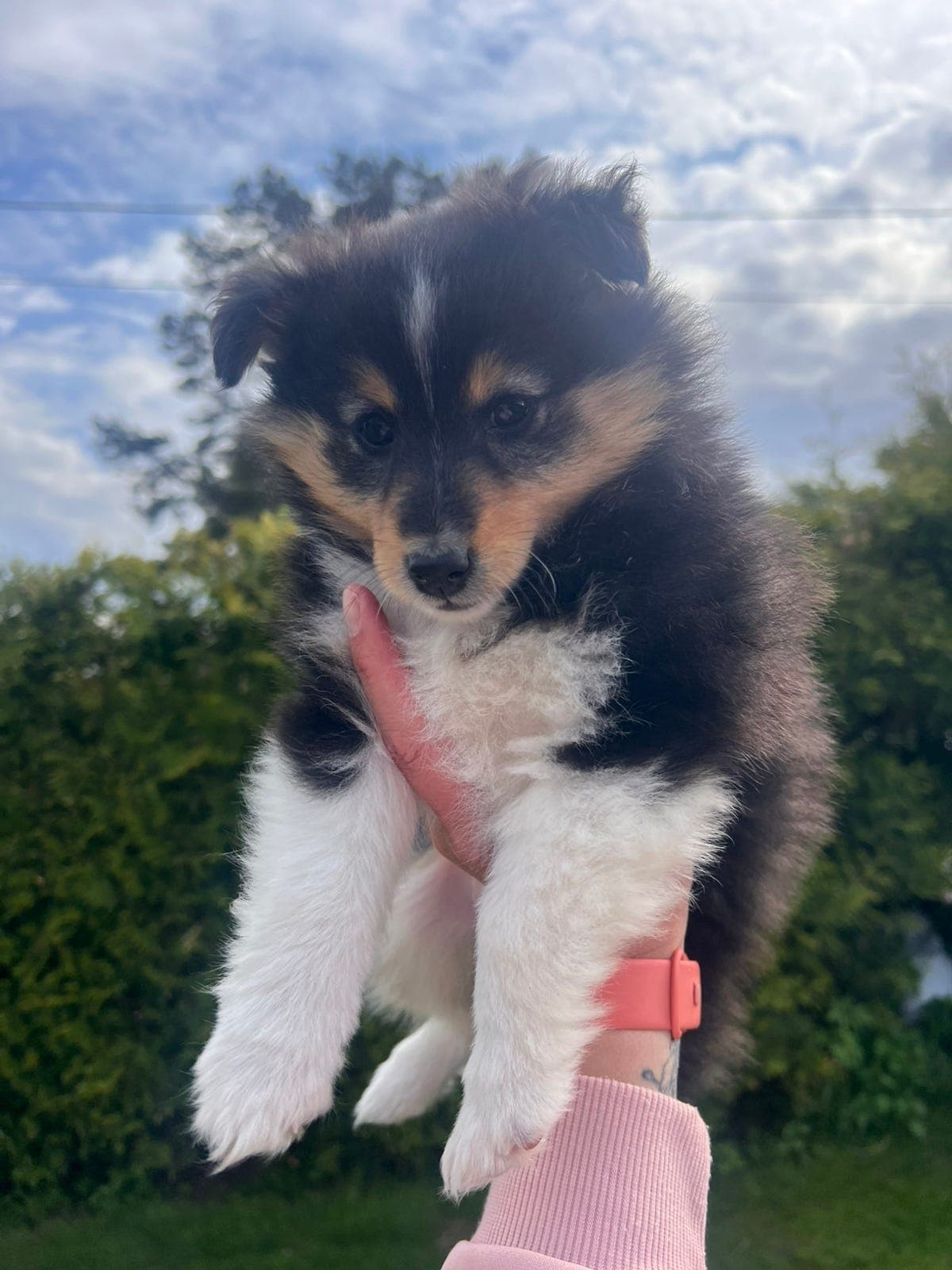 1 Sheltie hann ledig