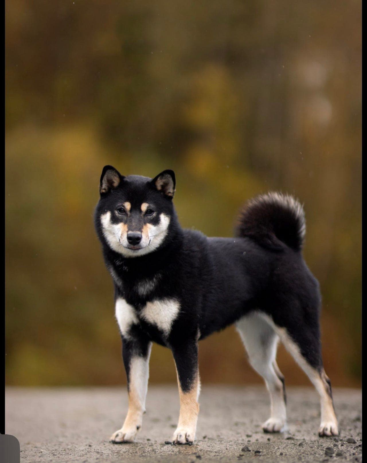 Ashiato Inu planlegger shiba valper til høsten