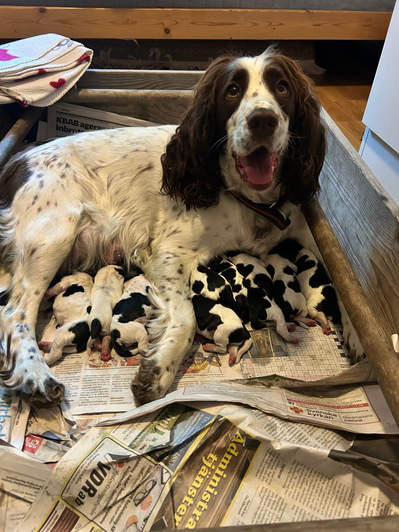 Engelsk Springer Spaniel