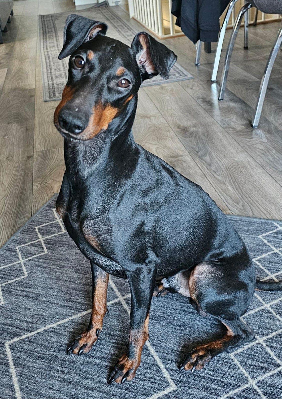Fôrvert søkes til hannhund - Manchester terrier