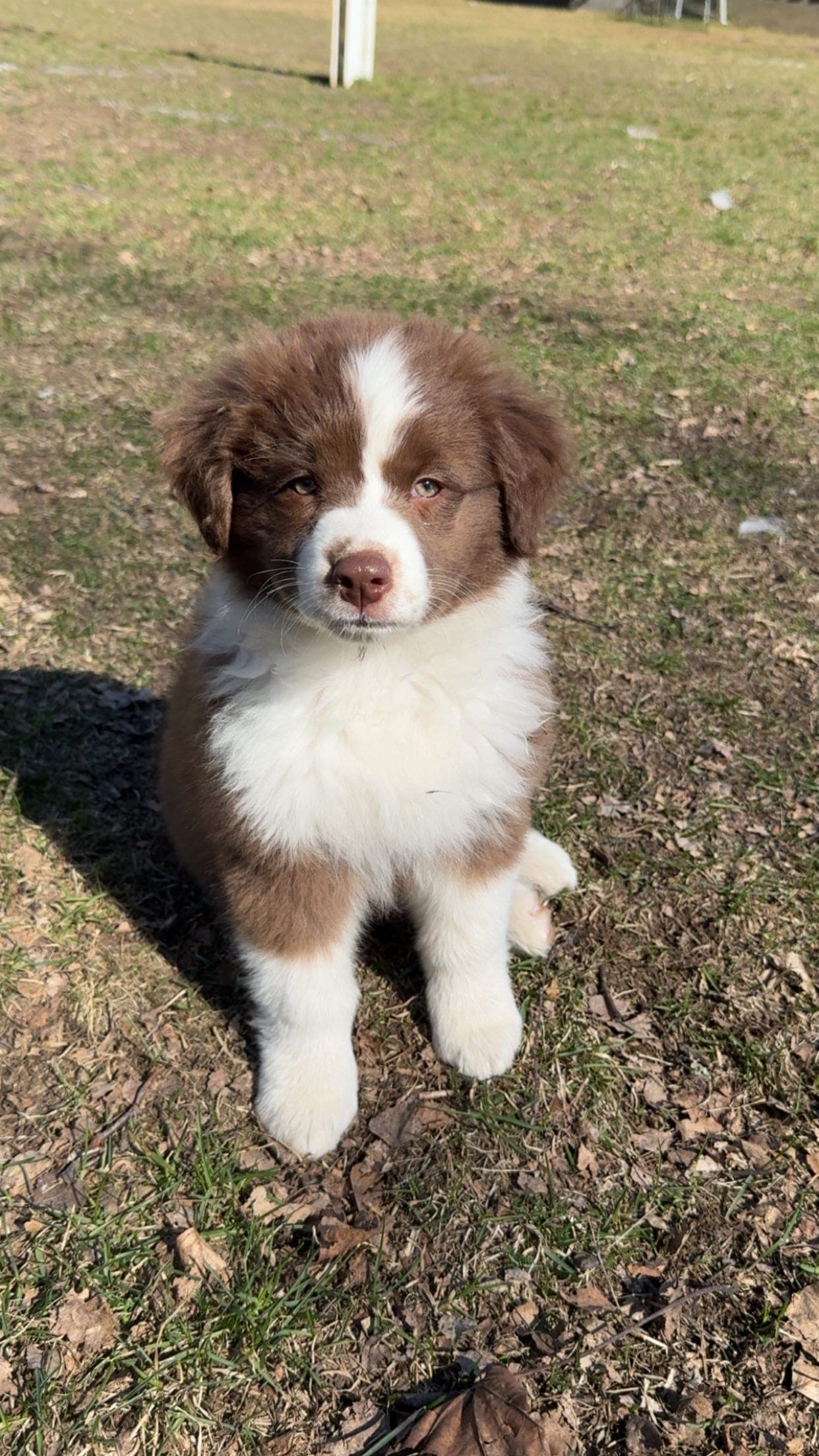 Lille Pernille // Australian Shepherd