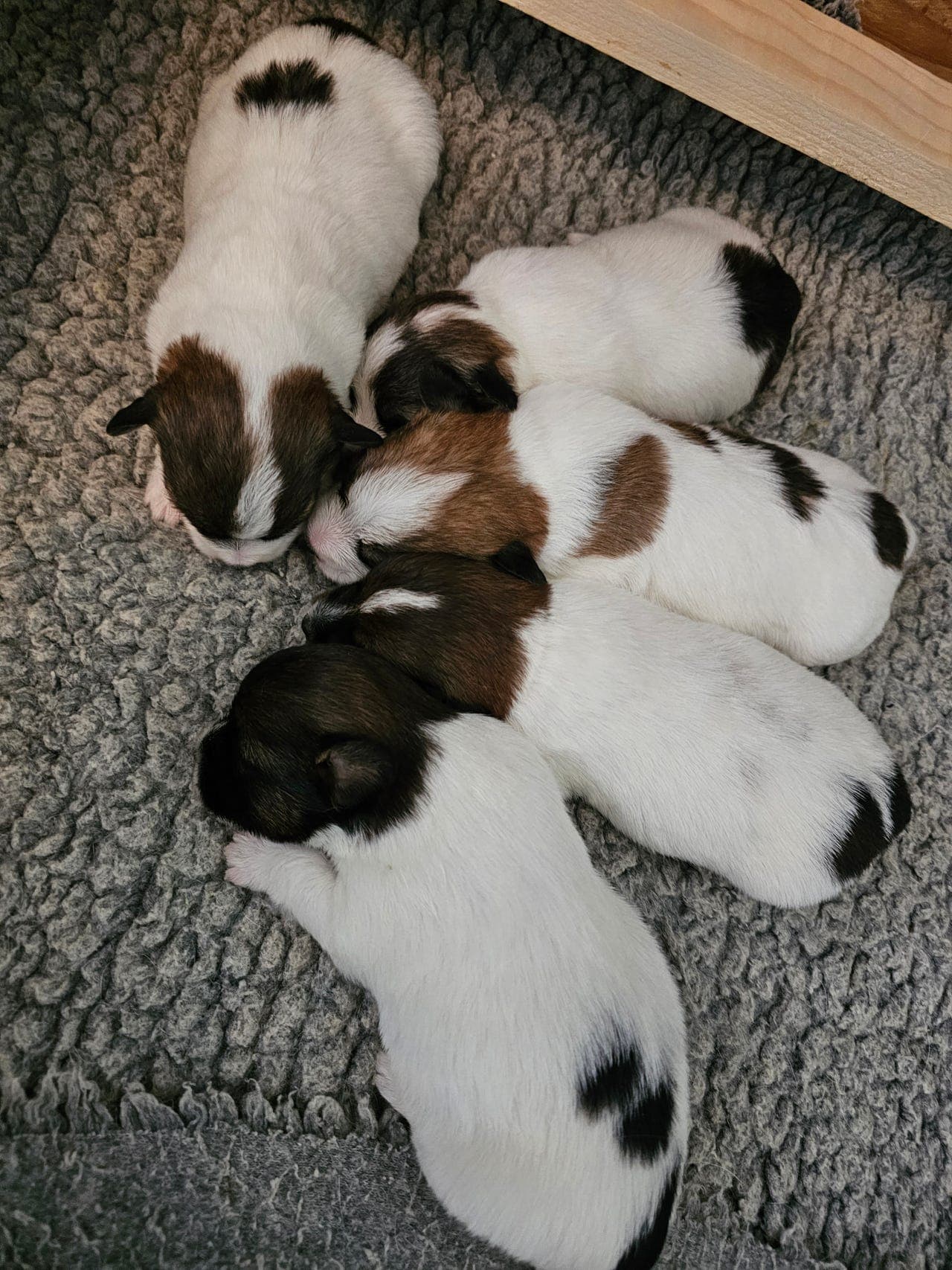 Herlige Jack Russell Terrier valper til salgs