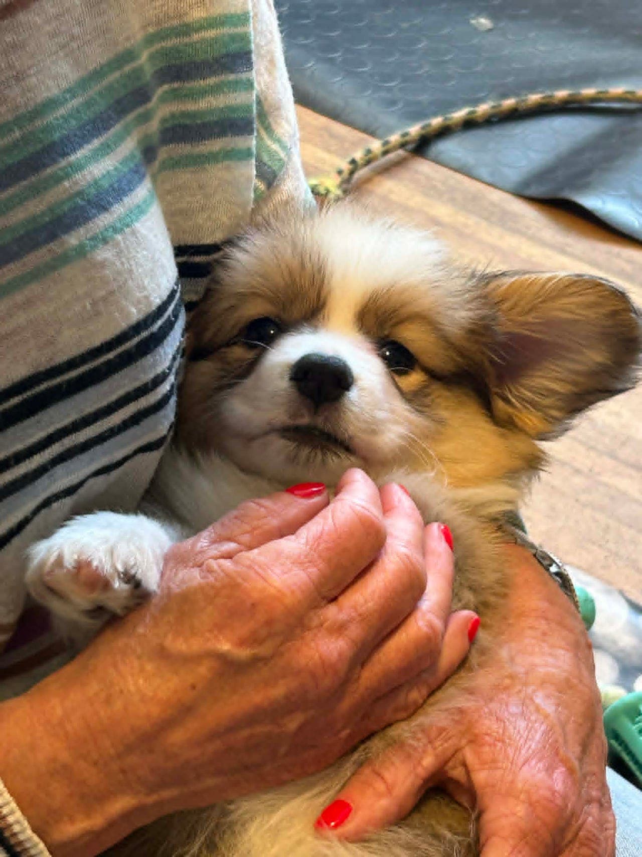 Corgi - pembroke