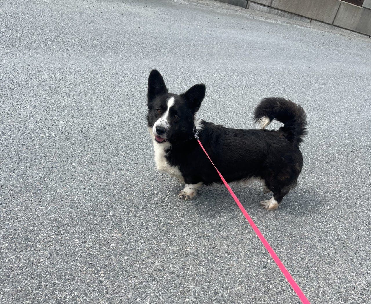 Welsh corgi cardigan