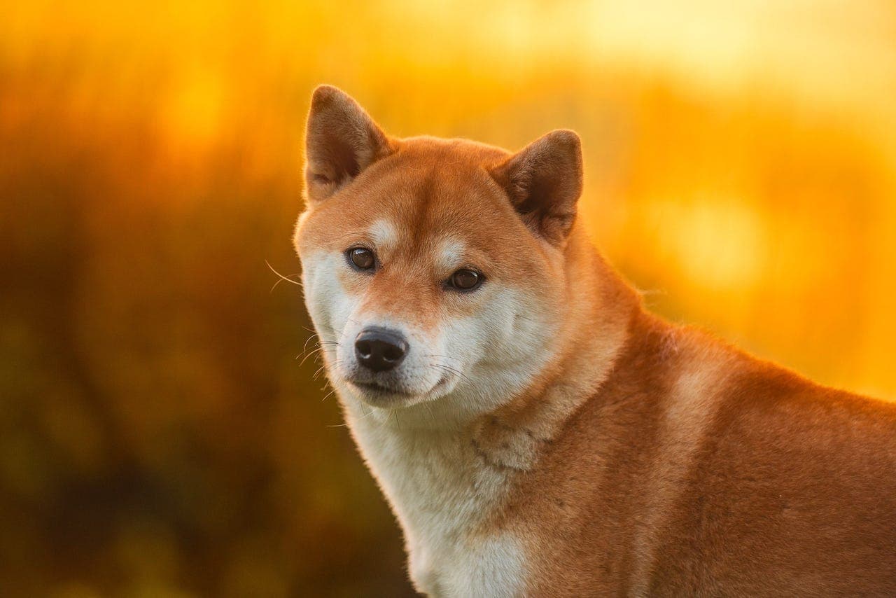 Shiba valper planlegges høsten 2026 - Kennel Nordic Legacy