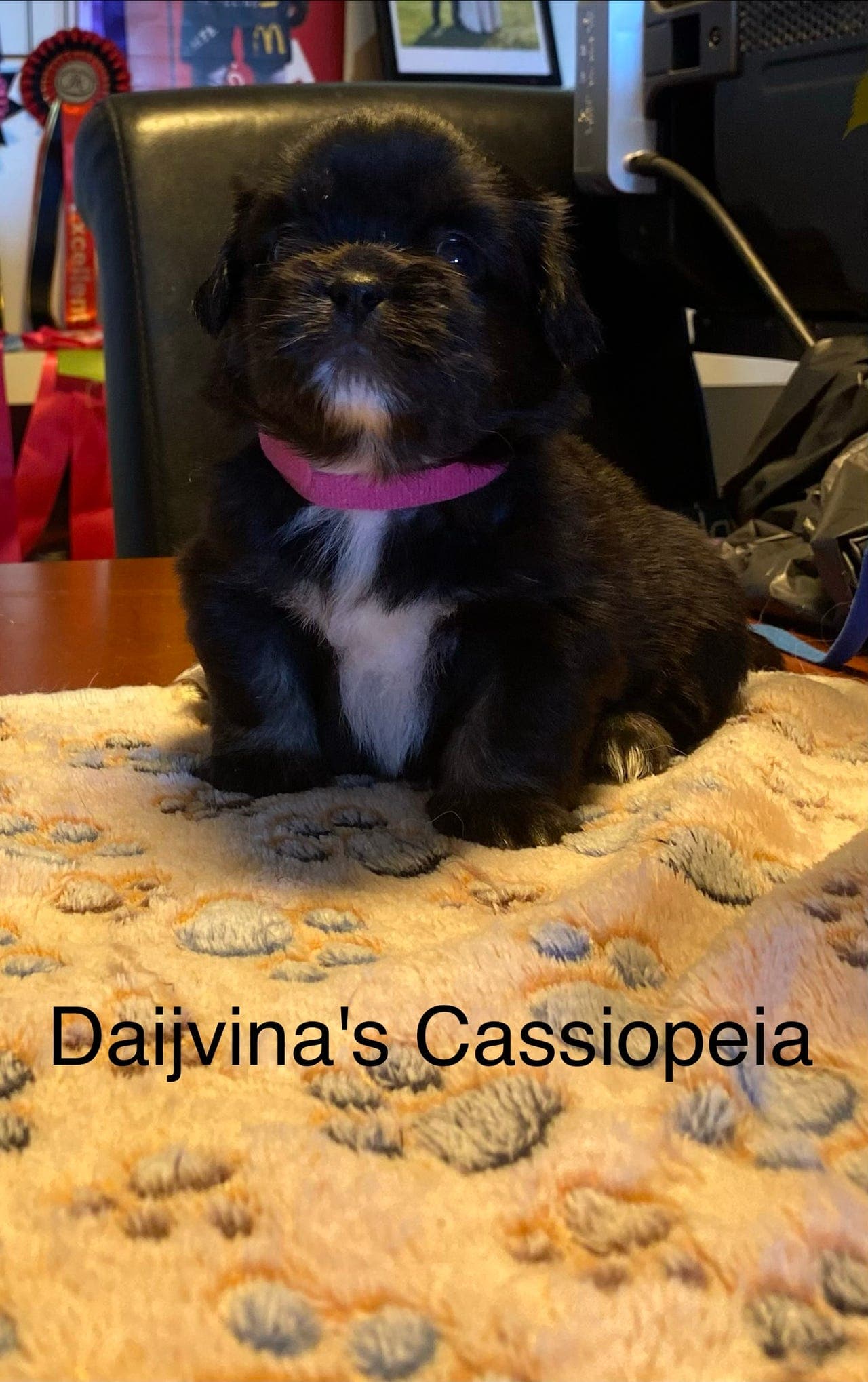 Tibetansk spaniel valper