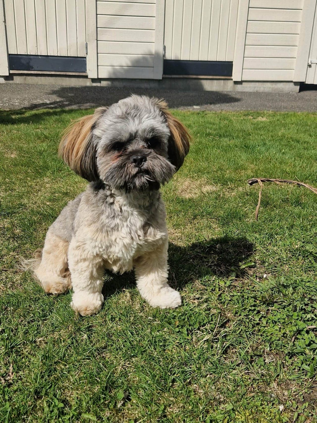 RenRaset NKKReg LHASA APSO hann (Max 9mnd)–rolig og lojal gutt søker trygt hjem💛