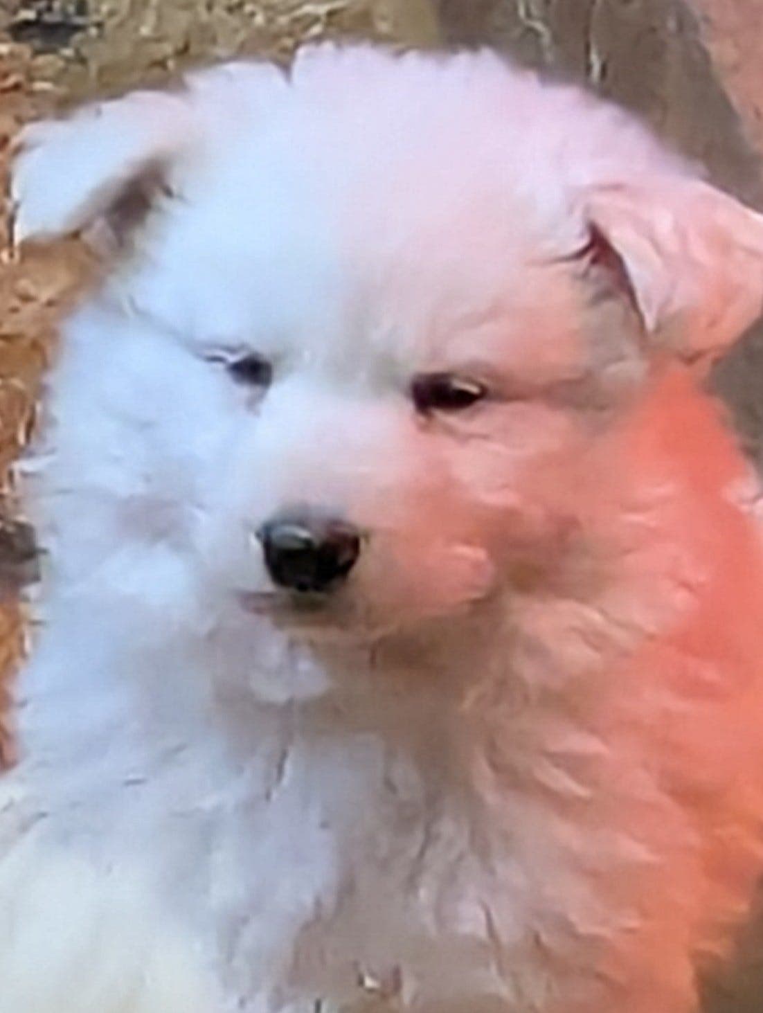 HVIT GJETERHUND