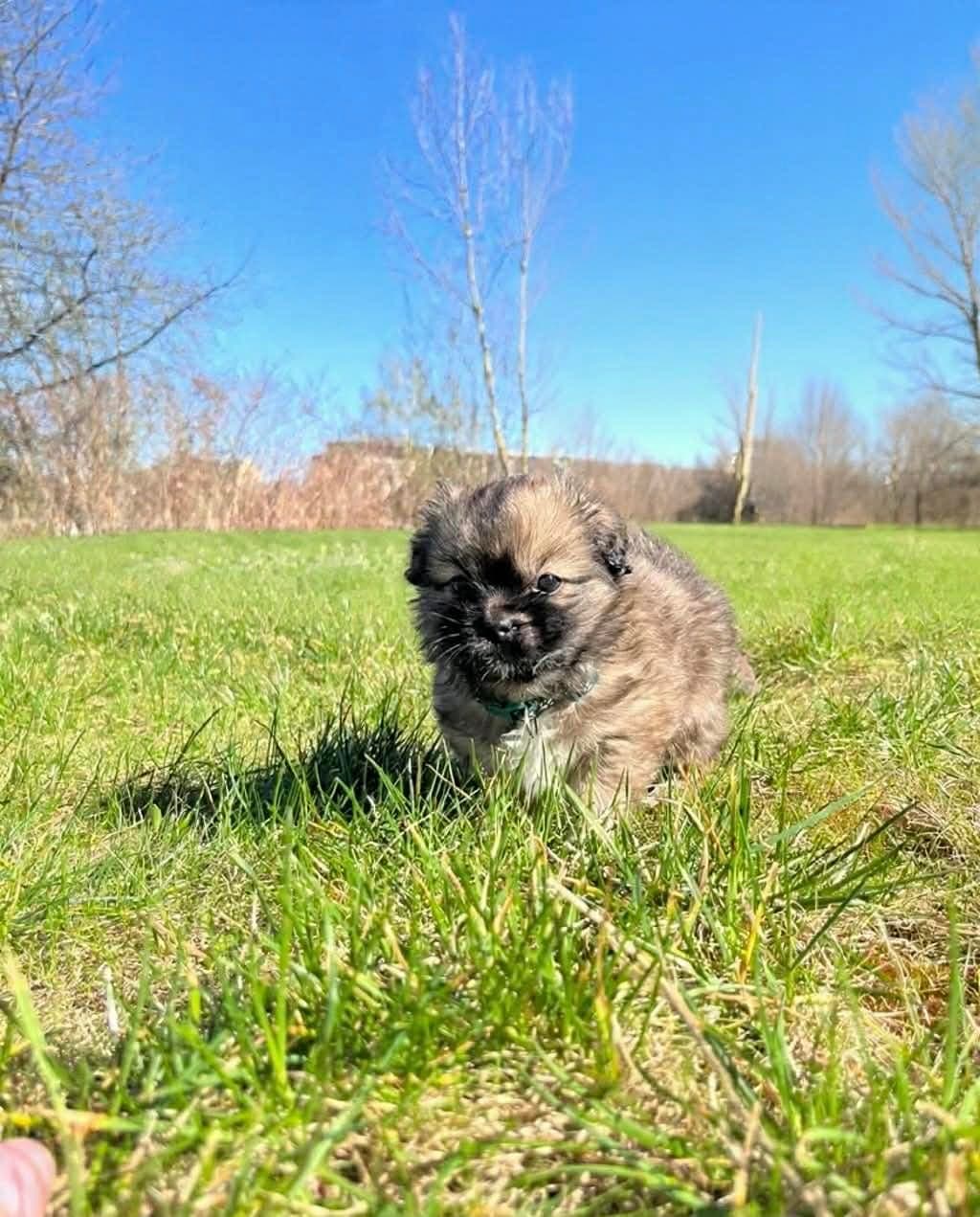Tibetansk Spaniel