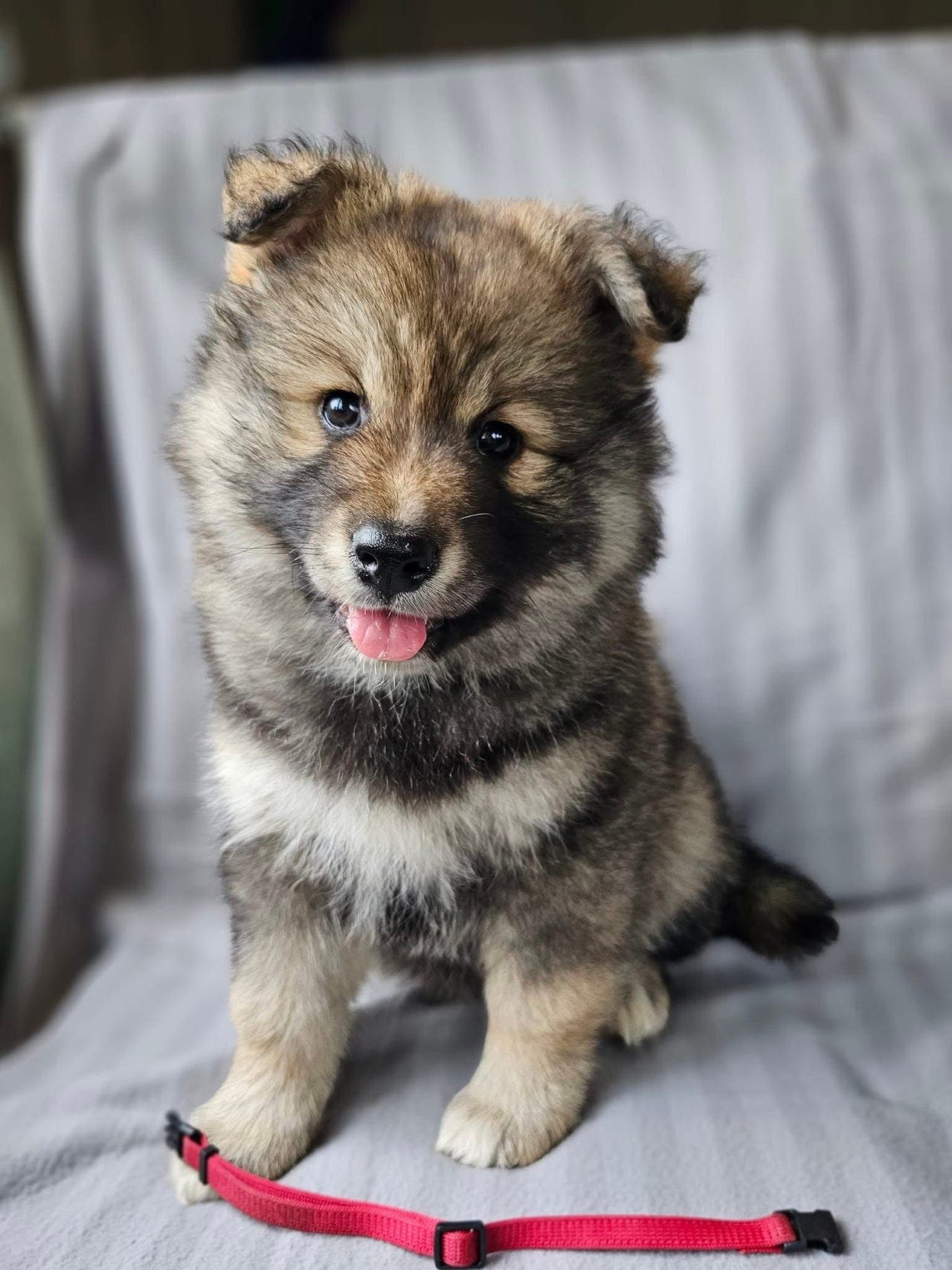 Finsk lapphund valper