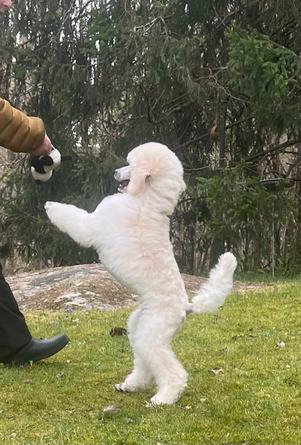 Stor Puddel valp, hannhund.