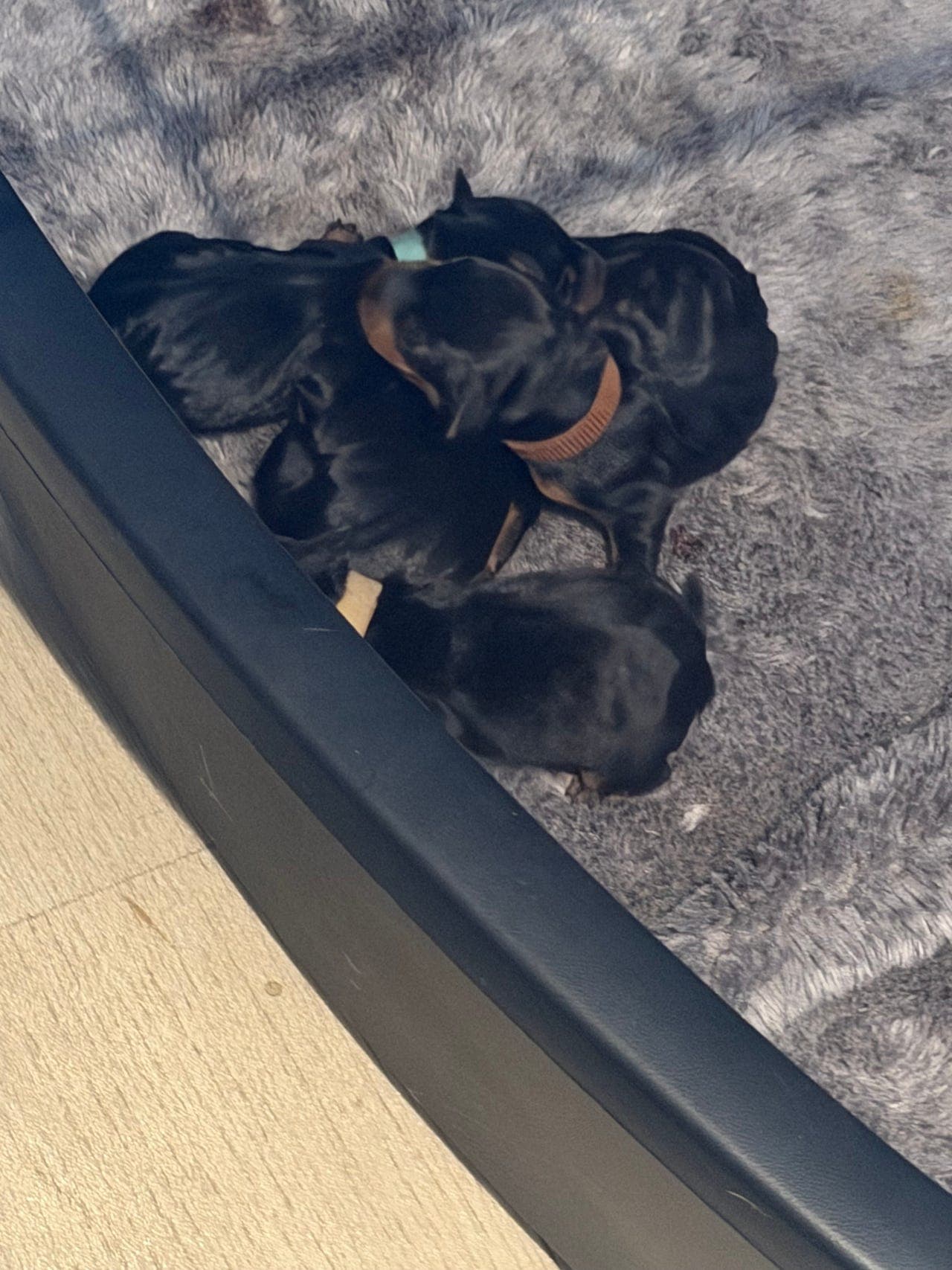 Dvergpinscher valper til salgs