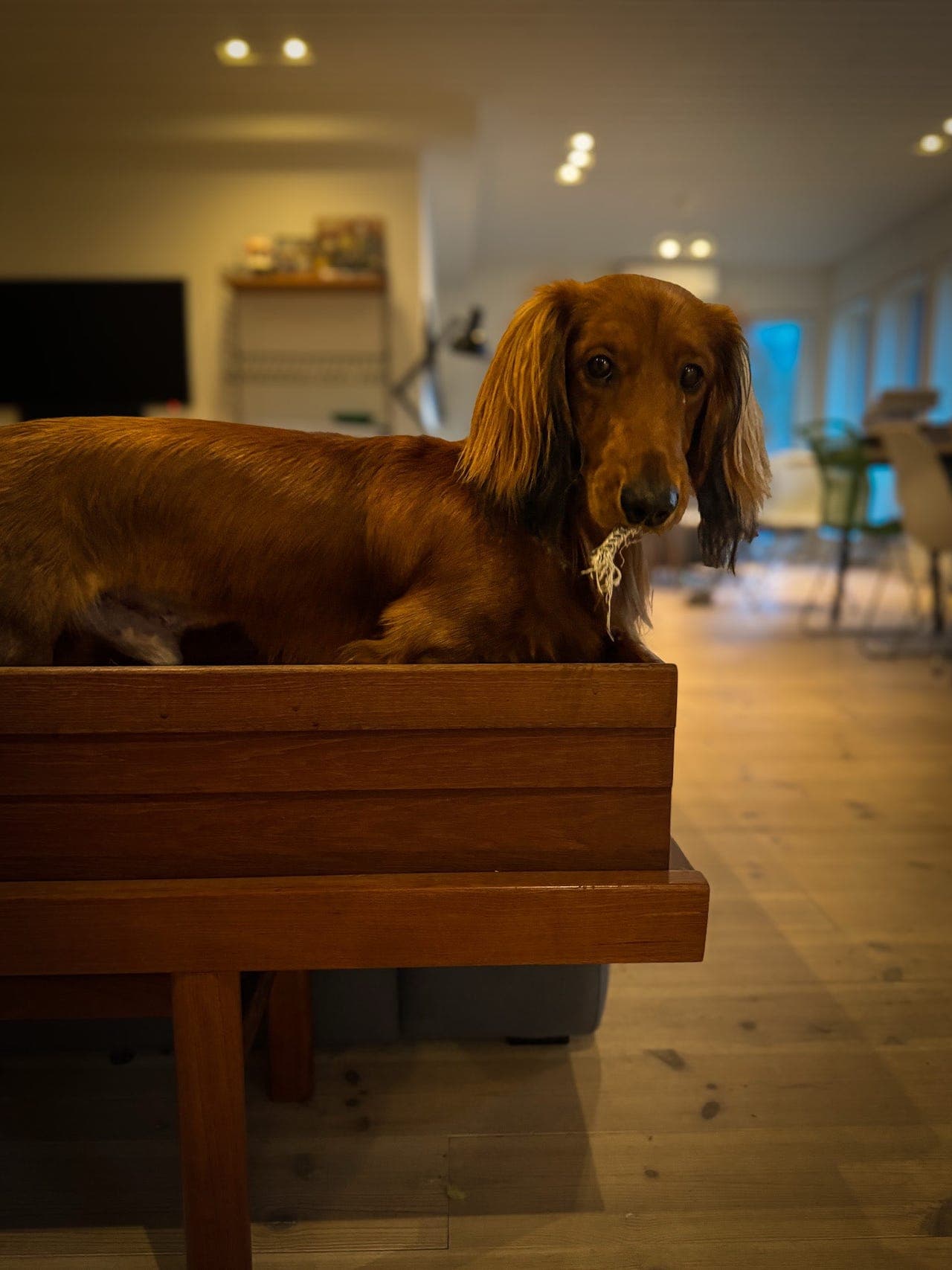 1,5 år gammel Standard Dachshund langhåret